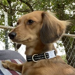 Gretchen - Dachshund