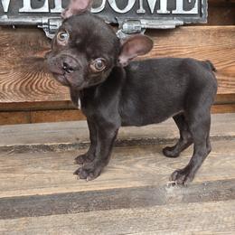 Liberty - Blue female French Bulldog puppy in Lubbock, Texas from West Texas Dachshunds LLC
