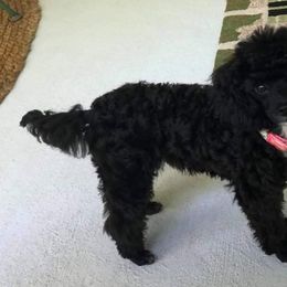 Poodle Puppies from Carolina Mountain Toy Poodles