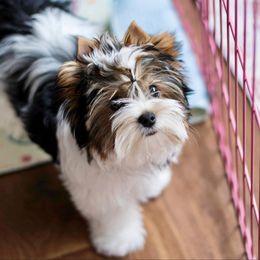 Biewer Terrier Puppies from Little Gems Biewer Terriers