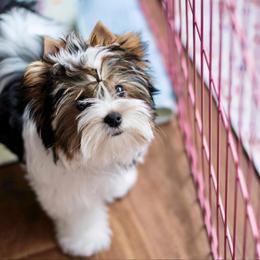 Biewer Terrier Puppies from Little Gems Biewer Terriers