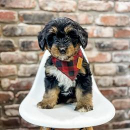 Colby - male Australian Mountain Doodle puppy in Sharpsburg, Georgia from Steindoodles