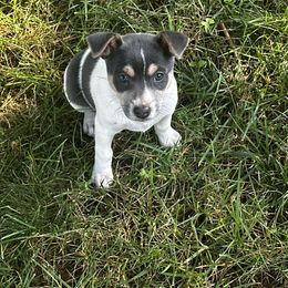 Girl 1 - Blue white and tan female Rat Terrier puppy in Marshall, North Carolina from Meadows Rat Terrier