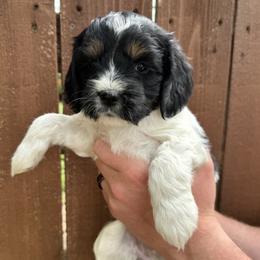 Darigold - Black white and tan female Cockapoo puppy in Ladera Ranch, California from Cookie Cocker Farms