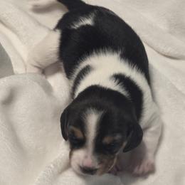 Lucky - Black tan and white male Beagle puppy in Peculiar, Missouri from At home