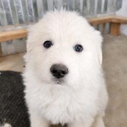 Red Girl - White female Great Pyrenees puppy in Elfrida, Arizona from Outlaw Acres Farm & Kennels