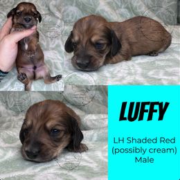 Luffy - Red male Dachshund puppy in Denham Springs, Louisiana from Rockin’ with Dachshunds