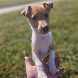 Hibiscus - Sable and white female Collie puppy in Eldorado, Kansas from Prairie Creek