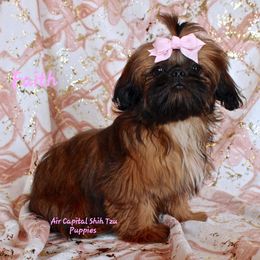 Faith - Shih Tzu