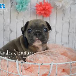 Aragorn - Blue fawn male French Bulldog puppy in Loxahatchee, Florida from Blue Wonder Frenchies