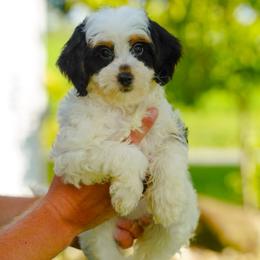 Maine - Tri-color female Bernedoodle puppy in Dundee, Ohio from Down Home Doodle