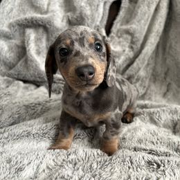 Dachshund Puppies from Mini Dixie’s of Eastern KY