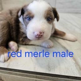 Mya blue - Red merle male Australian Shepherd puppy in Arbela, Missouri from County Line Aussies