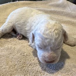 Cavapoos and Lagotti Romagnoli from Raven Meadow Ranch
