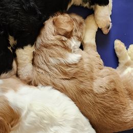 Bernedoodles from Archee and Roxee's Puppies
