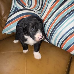 Bengal - White and black male Bordoodle puppy in Winnsboro, Texas from Pecan Grove Pups