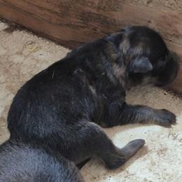 Girl 4 - Sable female German Shepherd puppy in Lake George, Colorado from High Country German Shepherds