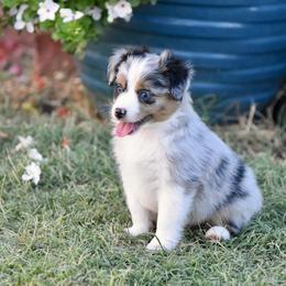 Ellis - Blue merle male Toy Australian Shepherd puppy in Wichita Falls, Texas from Shooting Stars Ranch Toy and Mini Aussies