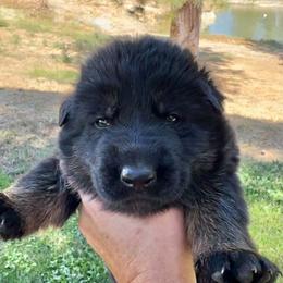 26F Orange Collar - Sable male German Shepherd puppy in Mariposa, California from Team Reeves Ranch
