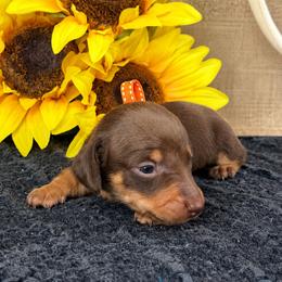 Pixie 2800 - Chocolate and tan female Dachshund puppy in Hendersonville, North Carolina from Snarky Doxy Miniature Dachshunds