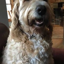 Goldendoodles from Jeannie Stream's Goldendoodles