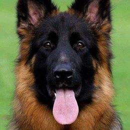 Cozi - German Shepherd