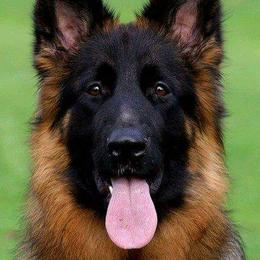 Cozi - German Shepherd