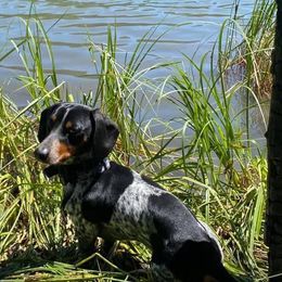 Dachshunds from Sleeping Giant Miniature Dachshunds