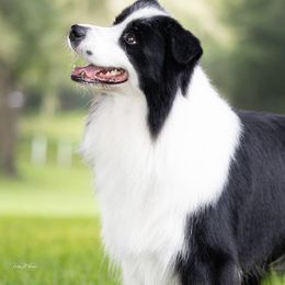 Border Collie and Rottweiler Puppies from K&R RANCH KENNELS
