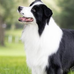 Border Collie and Rottweiler Puppies from K&R RANCH KENNELS