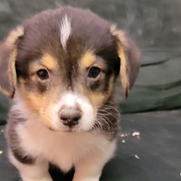 Boy 5 - Pembroke Welsh Corgi puppy from Dunnideer Farm