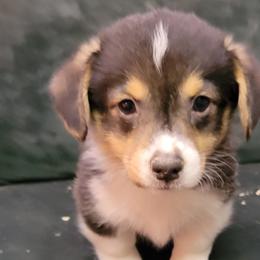Boy 5 - Pembroke Welsh Corgi puppy from Dunnideer Farm