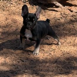 Teddy - Tricolors male French Bulldog puppy in Minco, Oklahoma from Findley’s Furbabies