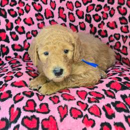 Billy - Red  male Goldendoodle puppy in Georgetown, Tennessee from Georgetown Designer & Purebred Puppies