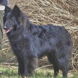 Finley - Black male Belgian Tervuren puppy in South Point, Ohio from Aftershock Belgians