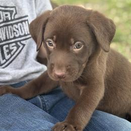 Lucy - Chocolate female Labrador Retriever puppy in Oklahoma City, Oklahoma from H & H Retrievers