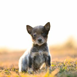 -Boy 3 - Blue male Australian Cattle Dog puppy in Kaufman, Texas from Emberwick Ranch