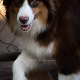 Wyndex - Miniature American Shepherd