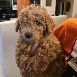 Theo - Red  male Goldendoodle puppy in Tucson, Arizona from Ever After Doodles Arizona