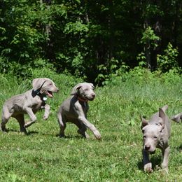 Weimaraner Puppies from Always Faithful Weimaraners