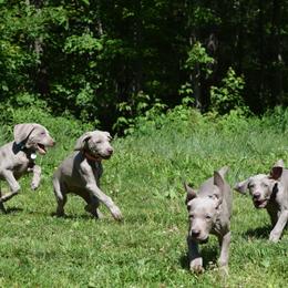 Weimaraner Puppies from Always Faithful Weimaraners