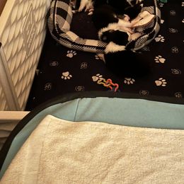 Australian Shepherd Puppies from Double R Farm Aussies