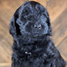 Aussiedoodle, Miniature Australian Shepherd, and Poodle Puppies from Classic K9’s  Aussies & Doodles