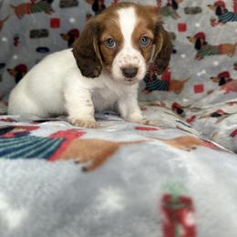 Dachshund Puppies from Weenie Haven