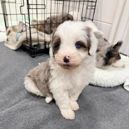 Wilson - Blue merle male Aussiedoodle puppy in Heber City, Utah from Junipersdoodles