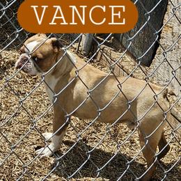 Vance - Boston Terrier