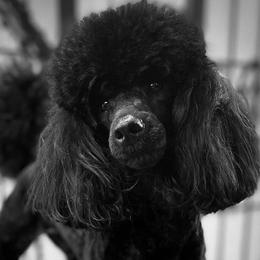 Raisin - Poodle