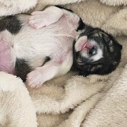 Girl2 - Parti female Miniature Schnauzer puppy in Las Vegas, Nevada from Knock & Bark Miniature Schnauzer