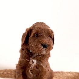 Goldendoodle Puppies from Indy Goldendoodles