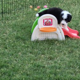 Bearded Collie Puppies from Lone Star Bearded Collies